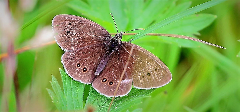 Ringlet July 7th Chawton