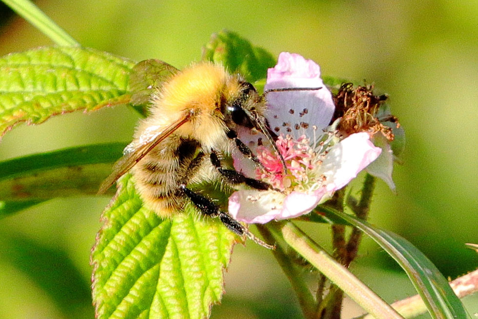 Common Carder Bumblebee - Bombus pascuorum 14th September 2024 Chawton Hampshire
