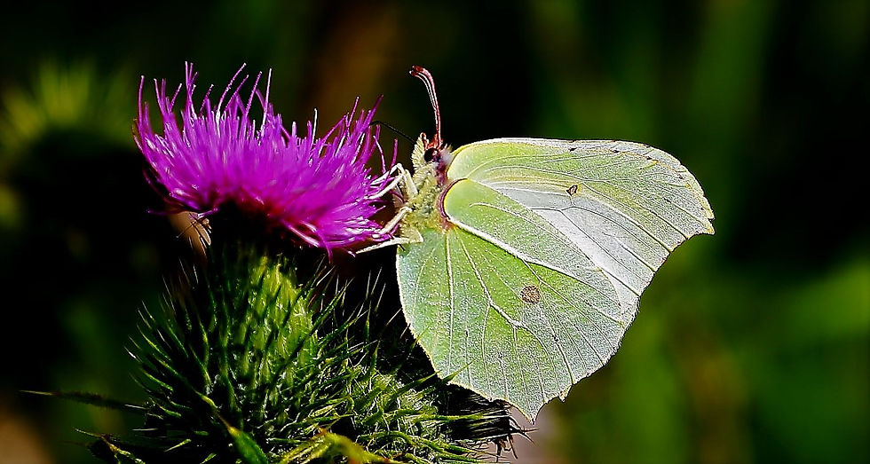 Brimstone 23rd August Chawton