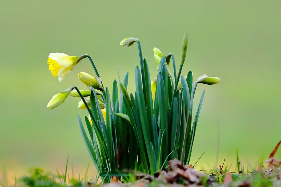 Stand of Daffodils 19th February 2023 Chawton Hampshire