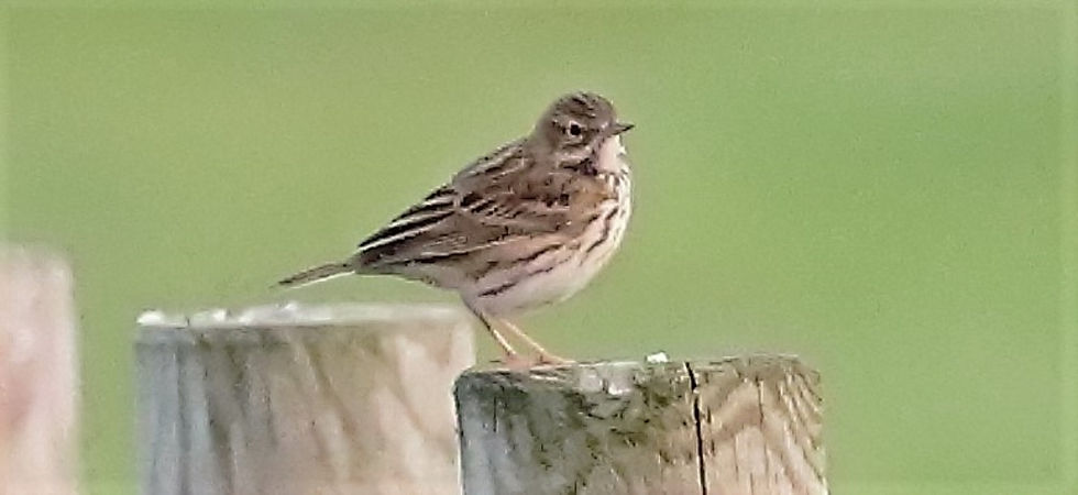 Meadow Pipit 4th November 2022 Chawton Hampshire