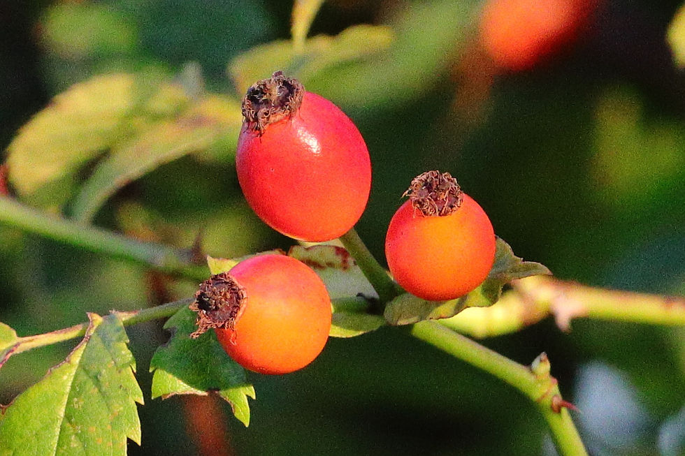 Dog Rose Hips 14th September 2024 Chawton Hampshire