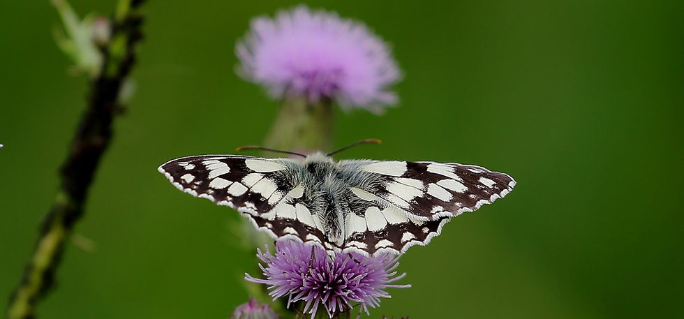 Marbled White July 14th Chawton