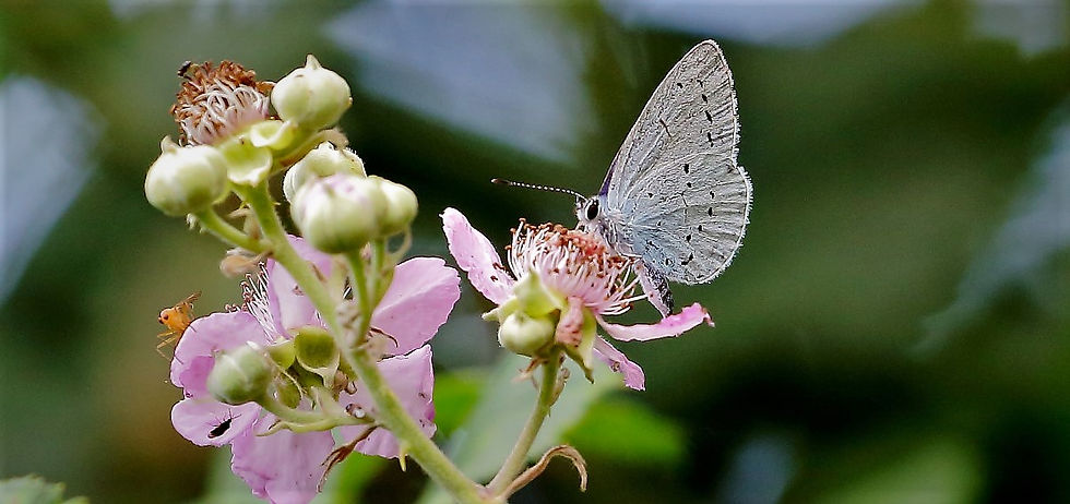 Holy Blue Butterfly August 7th