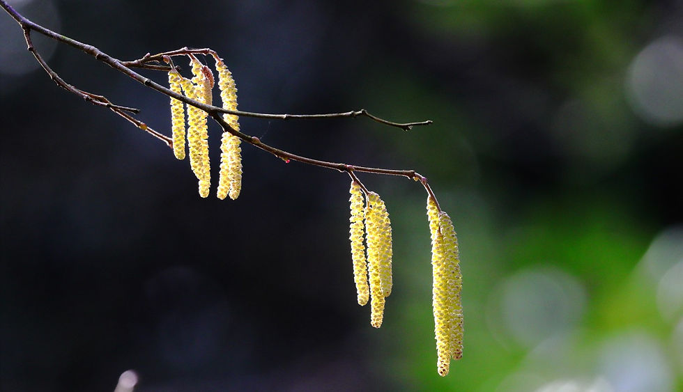 Hazel Catkins 14th February 2025 Chawton Hampshire