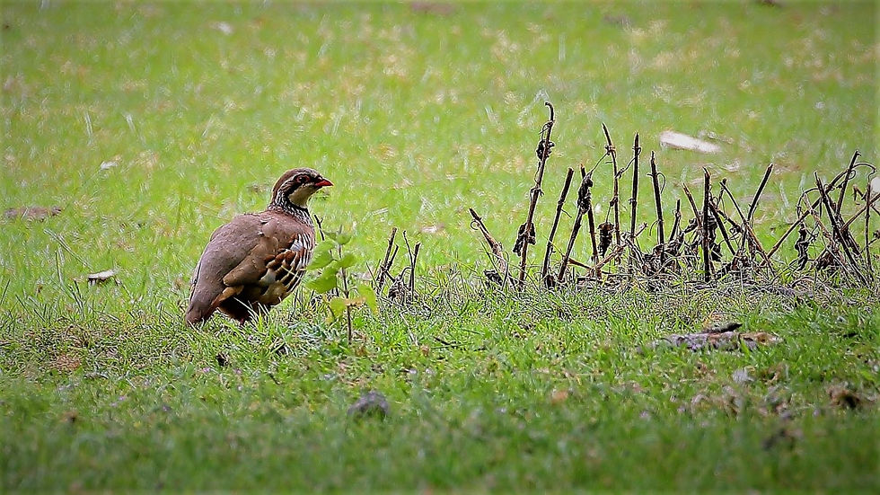 Red Legged Partridge