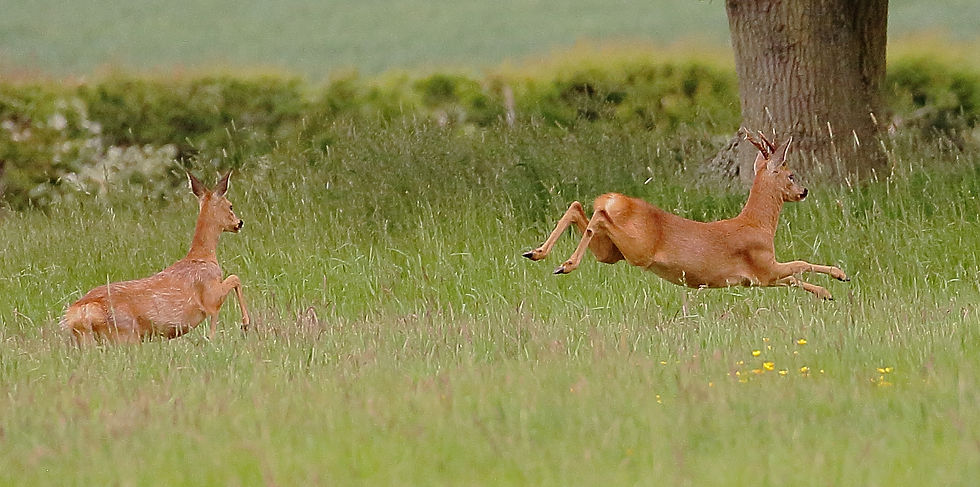May 2018 Kingsley Hampshire
