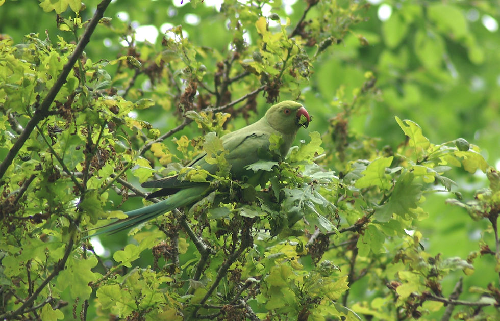 June 2018 Runnymede Surrey