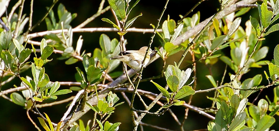 Willow Warbler 16th October 2020 Selborne Hampshire