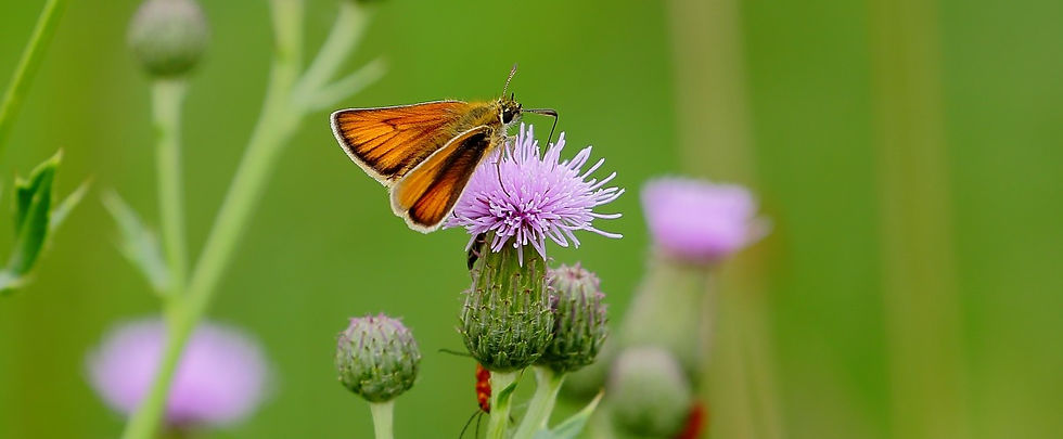 Small Skipper August 6th Chawton