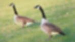 Canada Geese 8th April 2025 Isington Hampshire