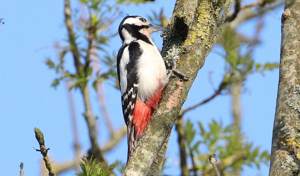 Great Spotted Woodpecker 19th April 2025 Chawton Hampshire