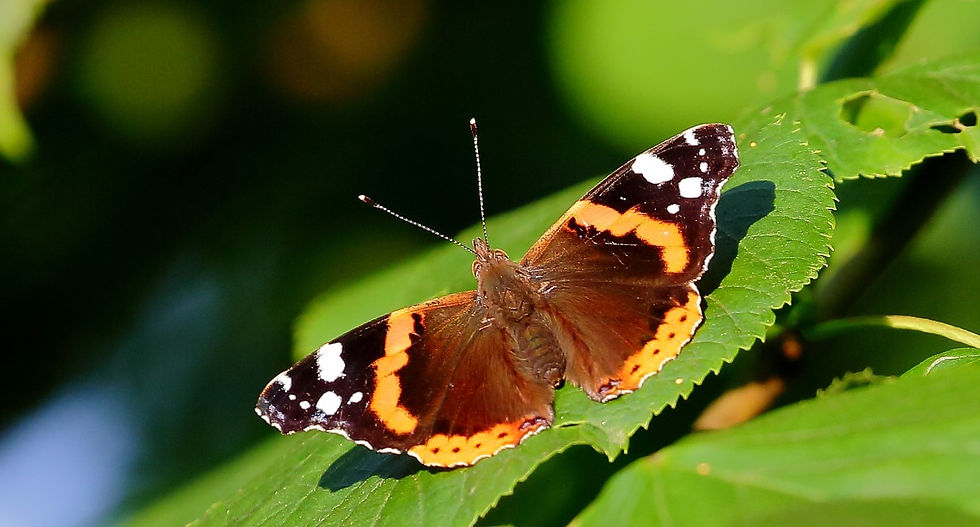 Red Admiral July 3rd Chawton