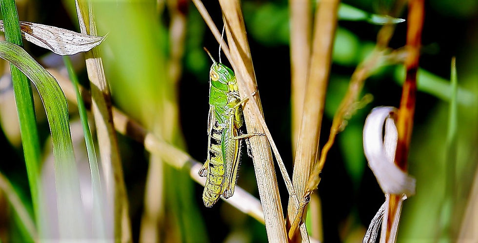 Meadow Grasshopper August 26th