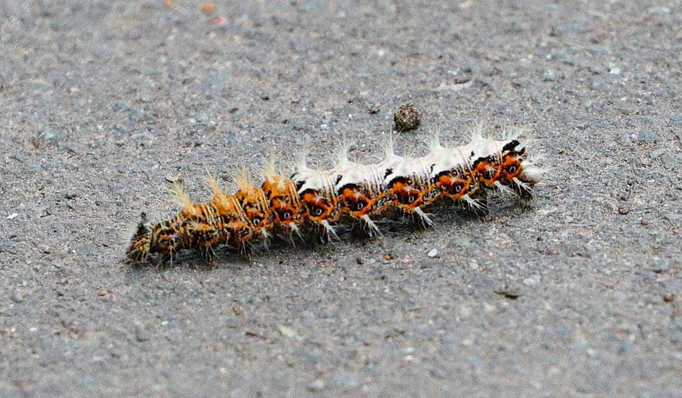 Comma Caterpillar 18th JUne 2024 Chawton Hampshire