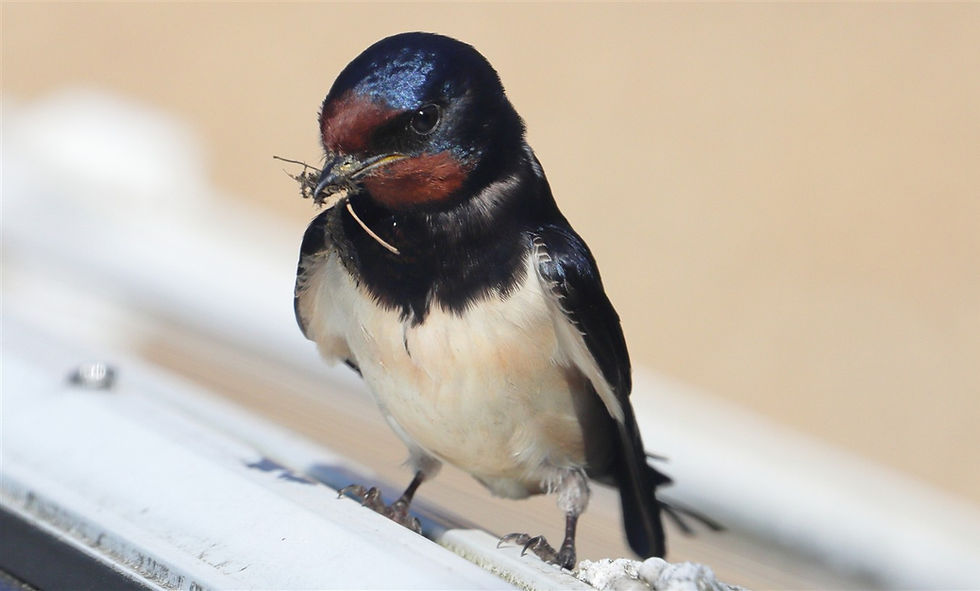 Swallow 27th May 2026 Chawton Hampshire