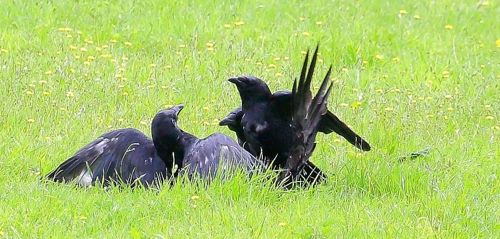 Fighting Carrion Crows July 2nd