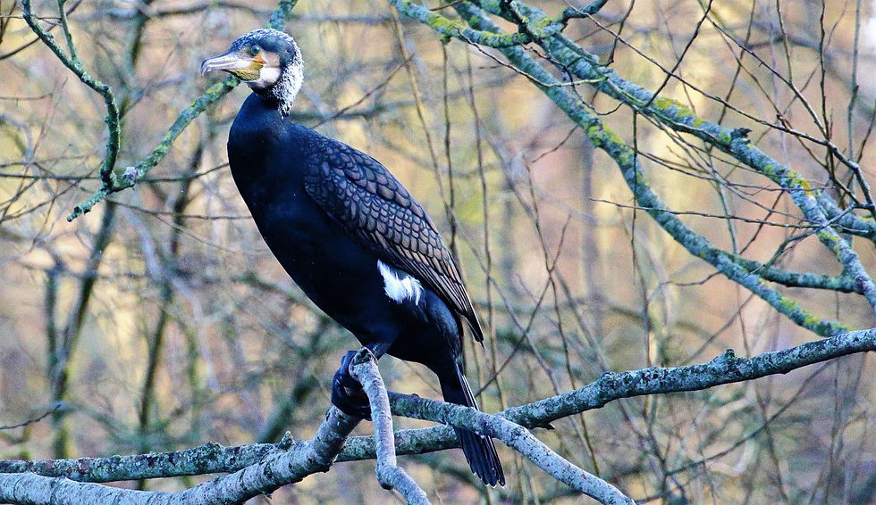 Cormorant 13th February 2023 Alton Hampshire