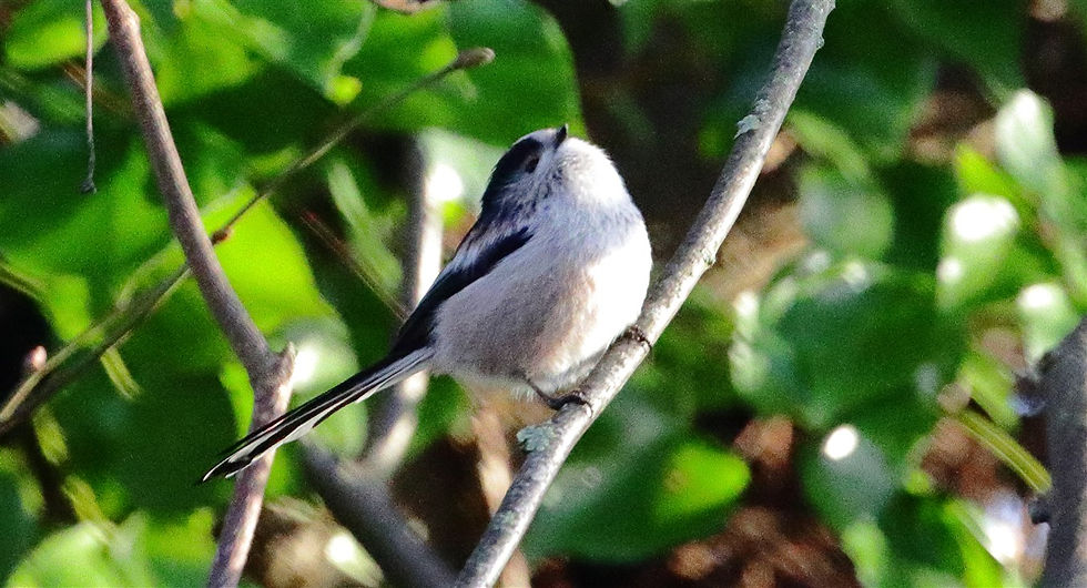 Long Tailed Tit 22nd February 2026 Chawton Hampshire