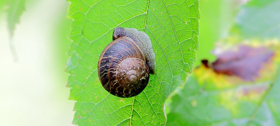 Garden Snail 20th October Chawton