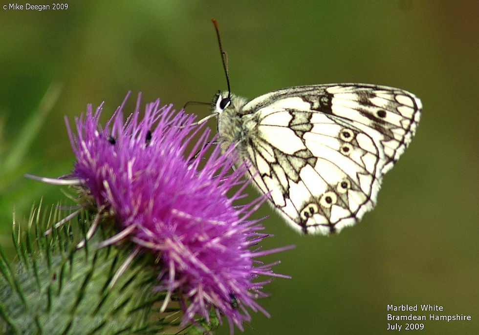May 2009 Bramdean Hampshire
