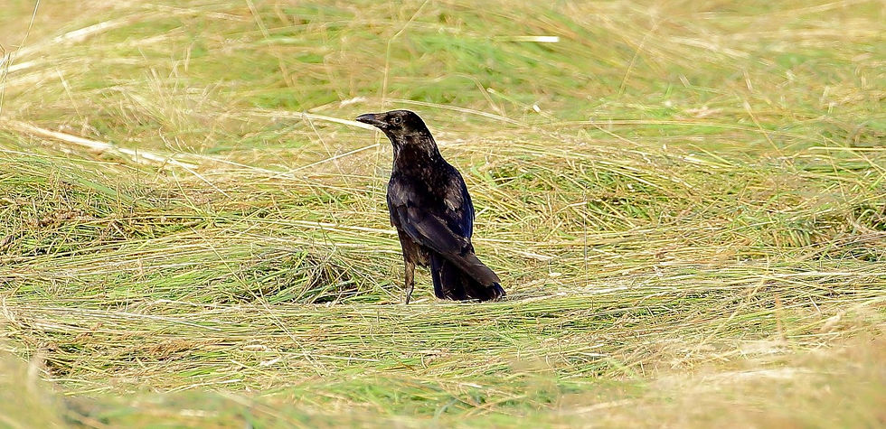 Juvenile Carrion Crow July 15th