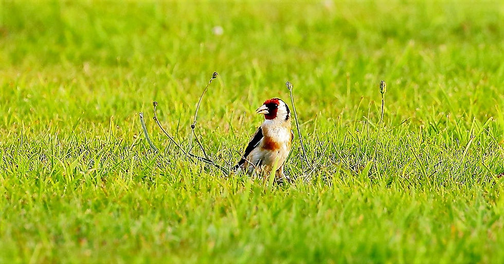 Goldfinch August 7th Binsted