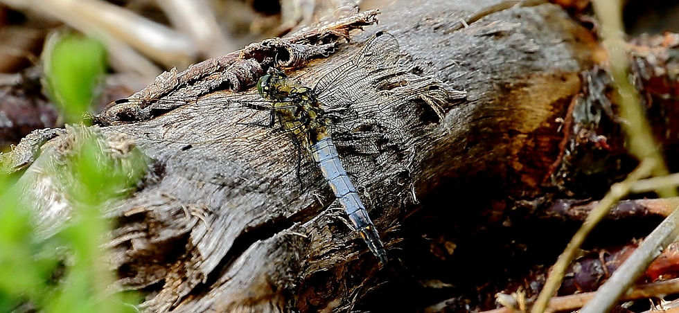 Black-tailed Skimmer July 14th