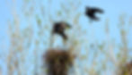 Rooks at their Nest 19th April 2025 Chawton Hampshire