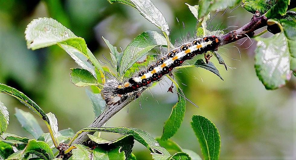 Grey Dagger Moth Caterpillar