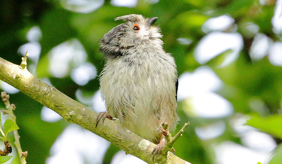 Long Tailed Tit 23rd May 2025 Isington Hampshire