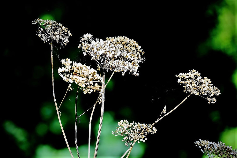 Cow Parsley Seed Heads