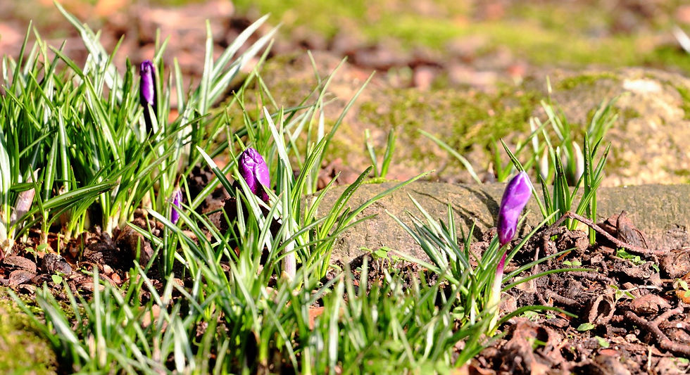 Early Crocus 14th February 2025 Chawton Hampshire