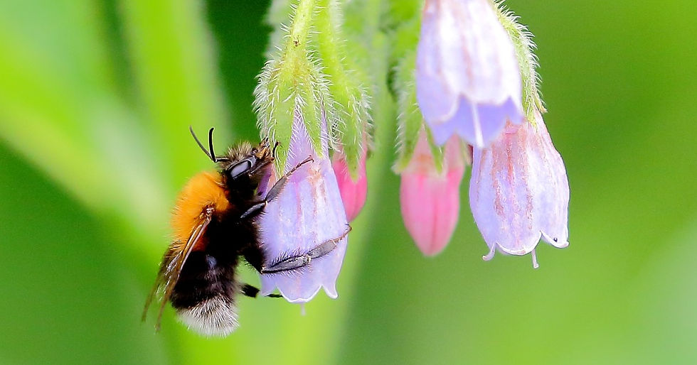 White Tailed Bumblebee June 24th
