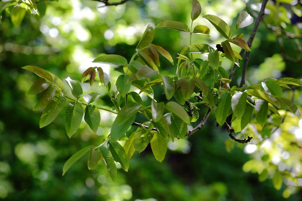 May 2018 Chawton Hampshire