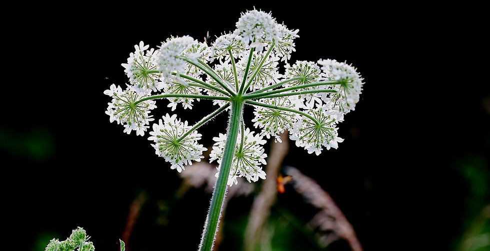 Cow Parsley July 12th Chawton