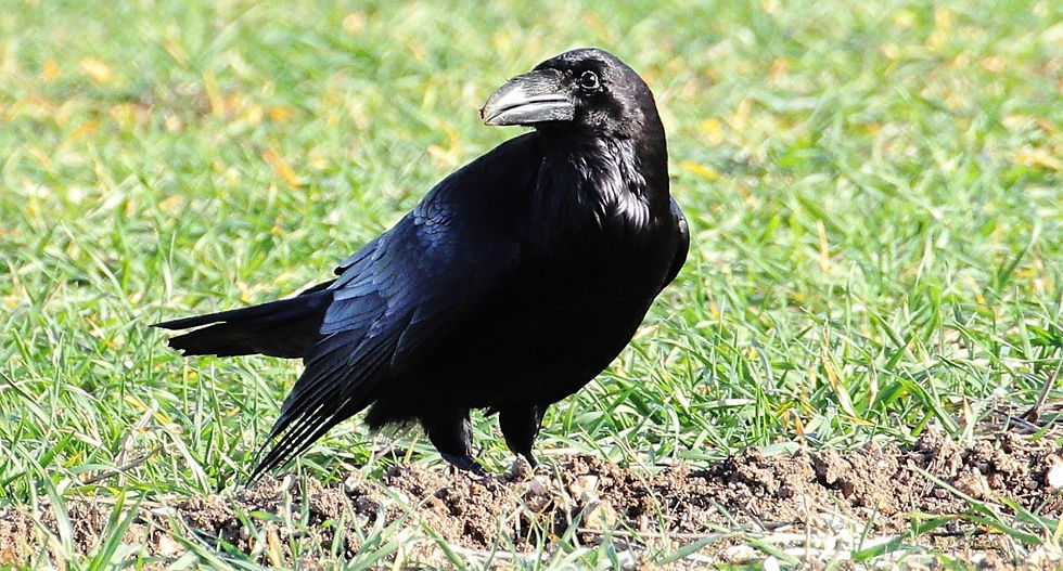 Raven 19th February 2023 Chawton Hampshire