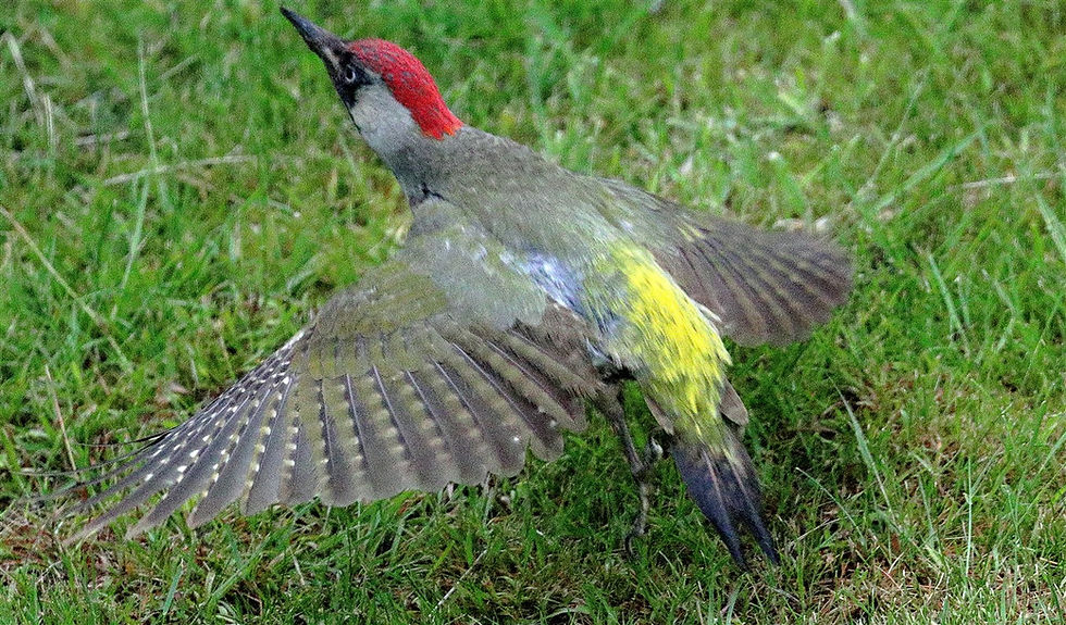 Green Woodpecker 4th June 2025 Chawton Hampshire
