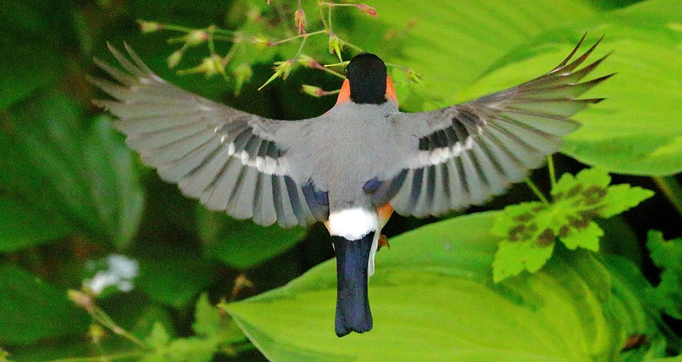 Male Bulfinch 2nd June 2024 Chawton Hampshire