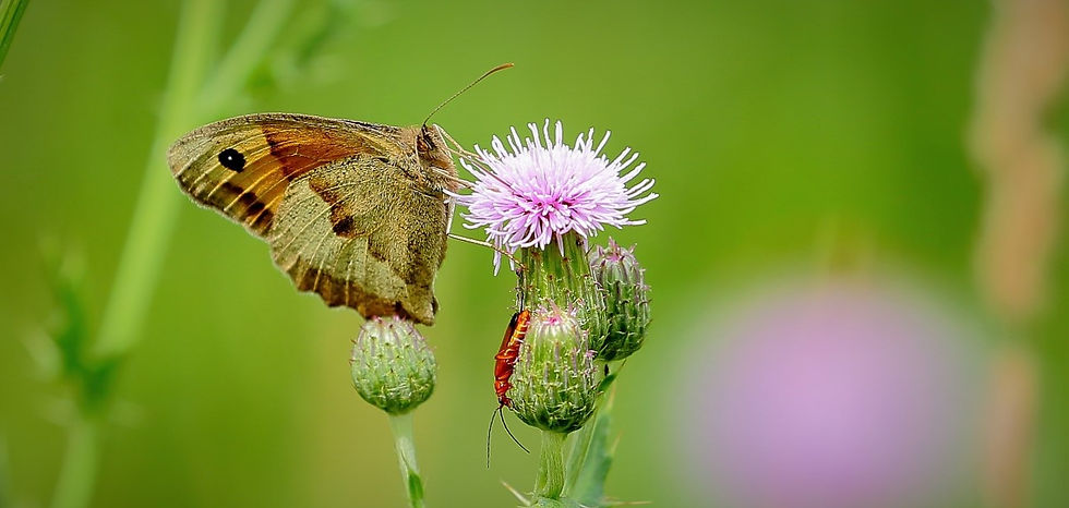 Meadow Brown August 9th Chawton