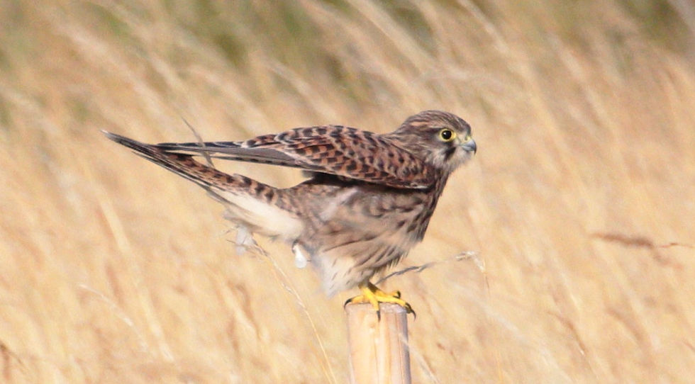 Male Kestrel 20th July 2025 Chawton Hampshire