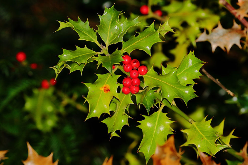 Holly with Berries 28th September 2024 Chawton Hampshire