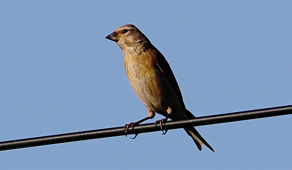 Female Linnet 19th June 2026 Chawton Hampshire