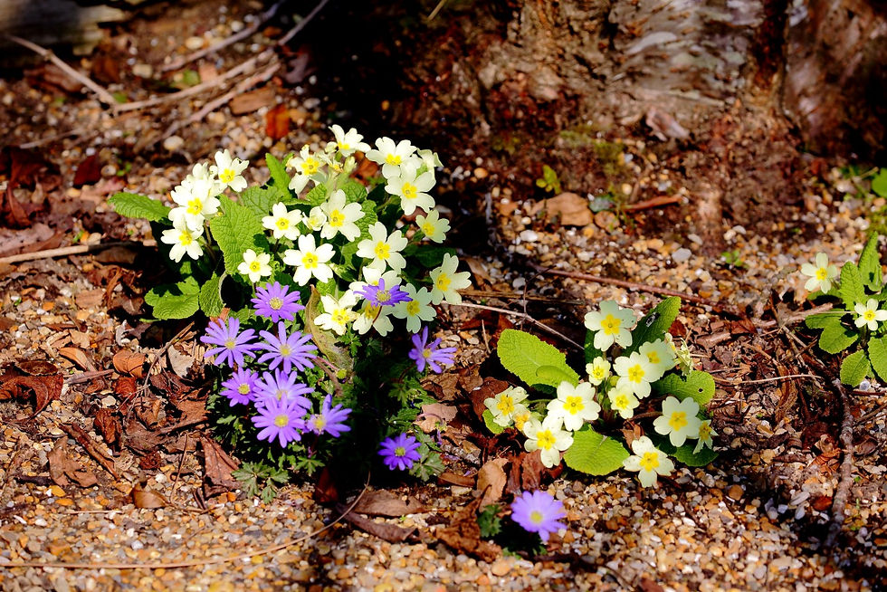 Primroses & Anemone Blanda 24th March 2022 Chawton Hampshire