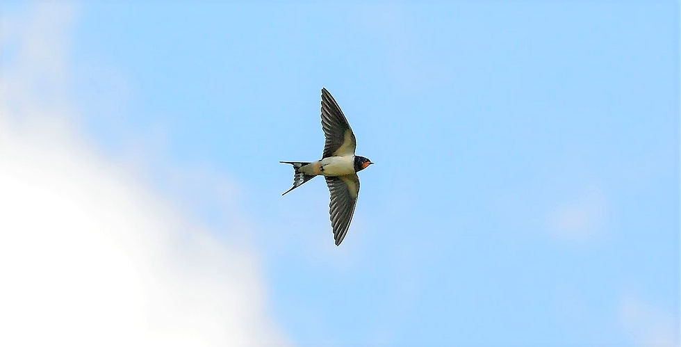 Swallow 4th July 2022 Chawton Hampshire