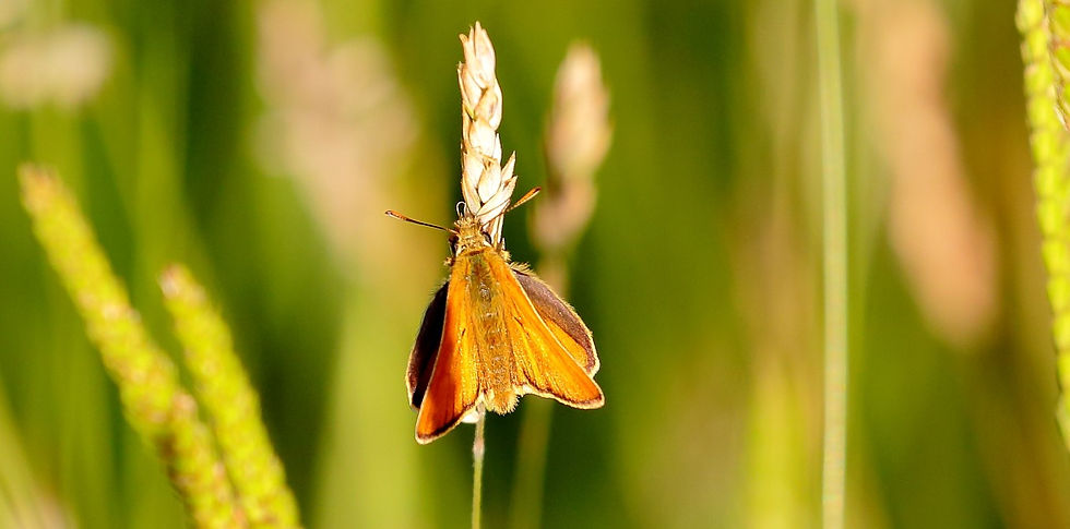 Small Skipper Butterfly 22nd June 2022 Chawton Hampshire