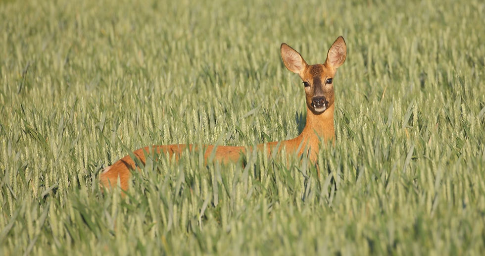 (Female) Roe Deer 1st June 2020 Chawton Hampshire