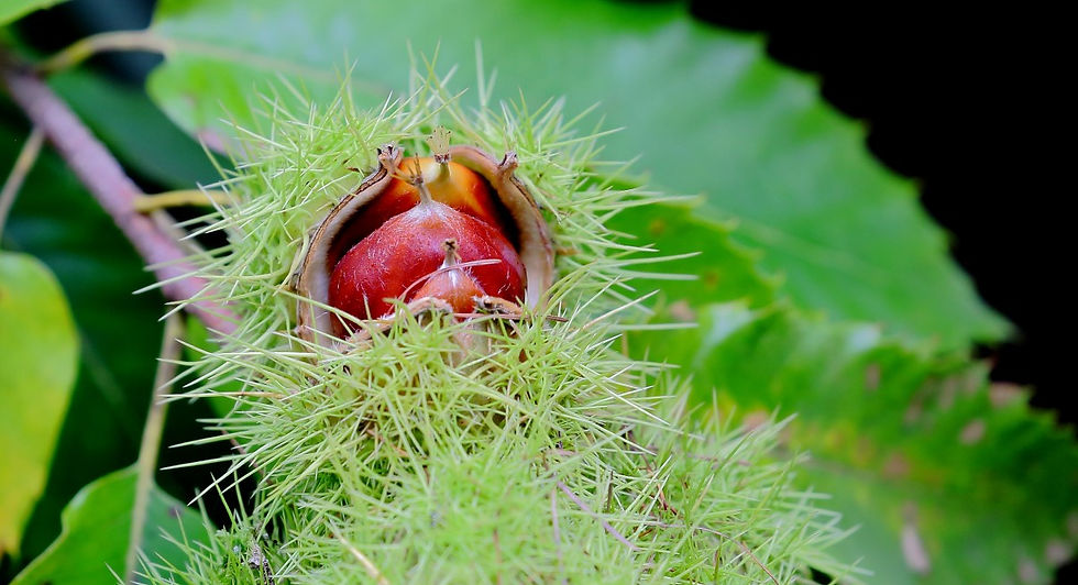 Sweet Chestnut Fruit 20th October