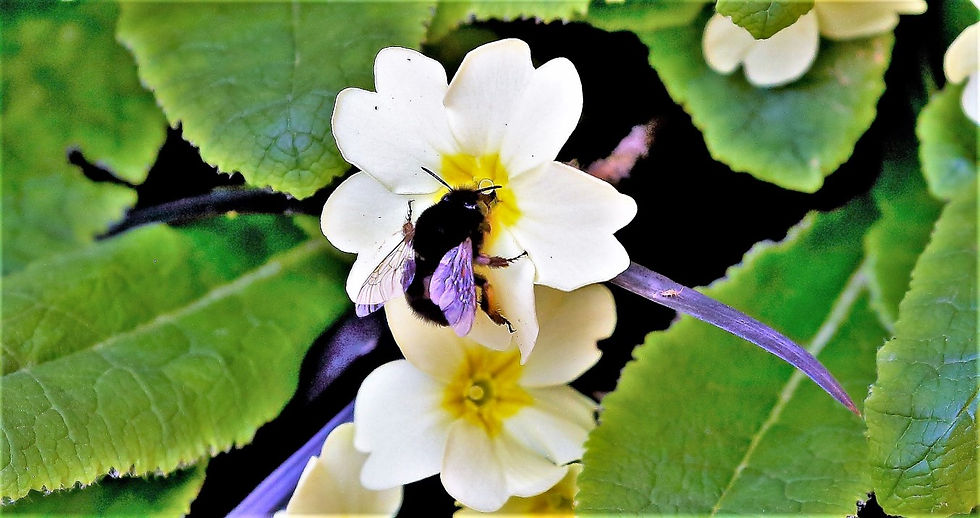 Red-Tailed Bumblebee 24th March 2022 Chawton Hampshire