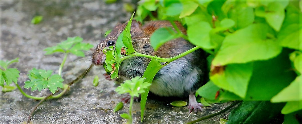Wood Mouse August 8th Chawton